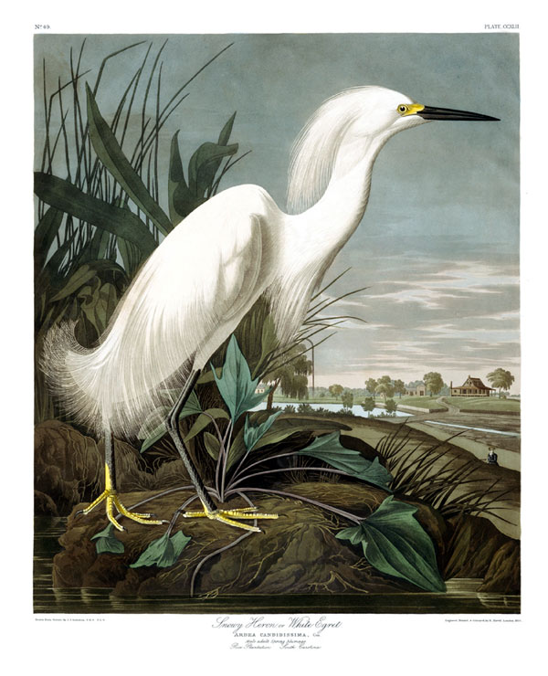 Snowy Egret