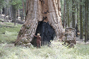 Reenactment of John Muir with a Sequoia tree in Yosemite. Photo by Bob Roney © Global Village Media.