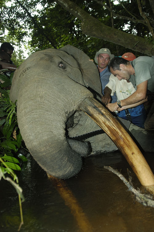 Tranquilised elephant have radio collar fitted, Congo. Photo: Michael Kock