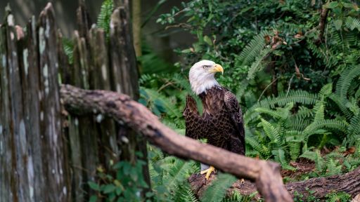 bald eagle on branch