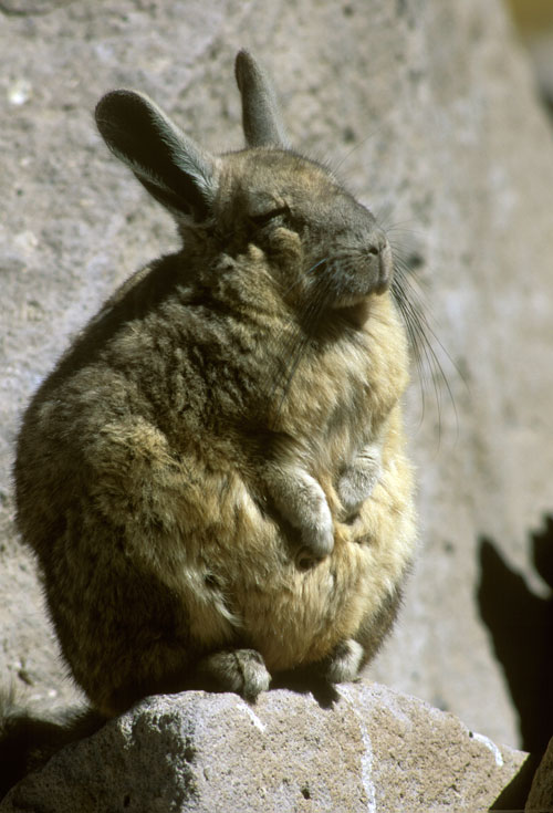 Andes-SaltFlatLiving-Rabbit