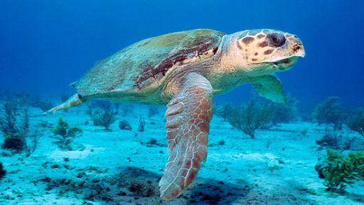 Sea Turtle