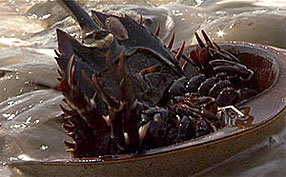 The horseshoe crabs uses its tail as a rudder, and to help it turn over when it gets flipped upside-down.