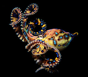 The blue-ringed octopus. photo © Gary Bell/PictureQuest 