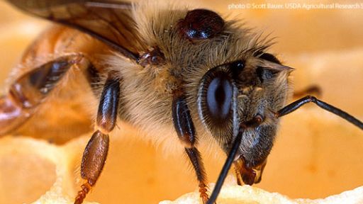 Animal Guide: Honeybee