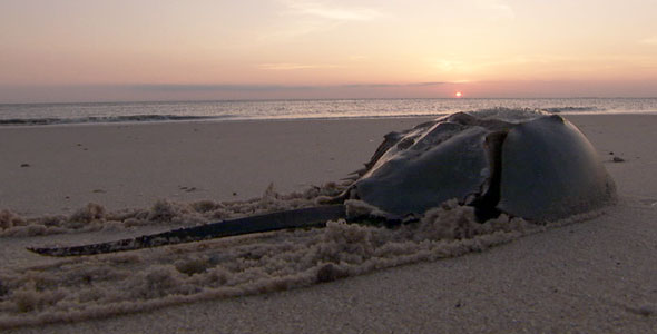 horseshoe crab at sunset