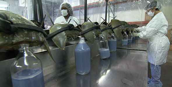 Horseshoe crab blood