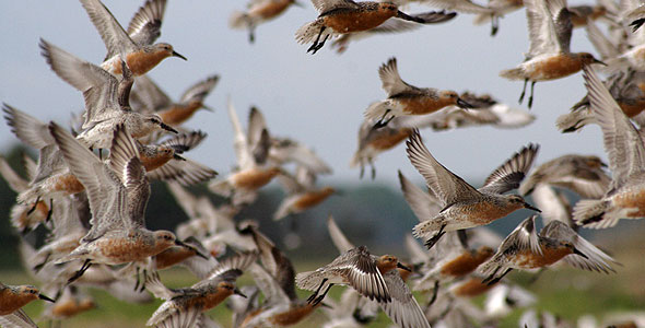 Red knots in flight