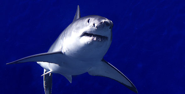 great white shark