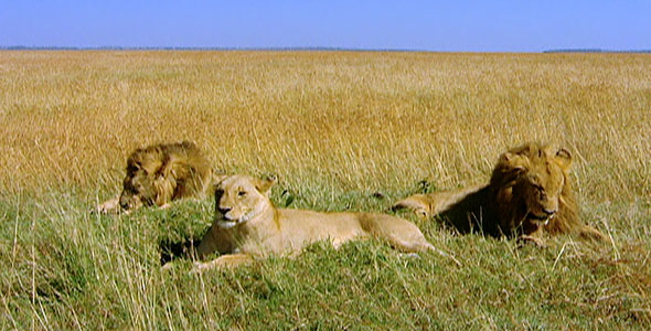 lions laying in the grass