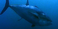 Some tuna are good sustainable seafood choices. But others such as bluefin tuna are overfished and should be avoided.