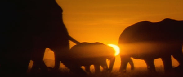 Elephants at sunset