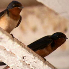 More than 90 percent of bird species form lasting pair bonds with their mates.