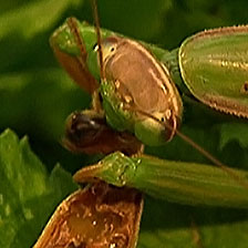 A female praying mantis devours her mate.