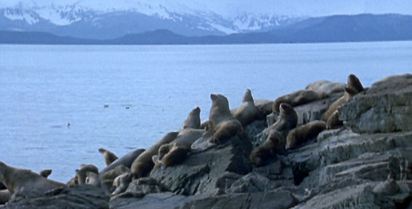 sea lions in Alaska