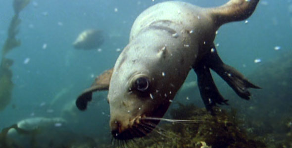 Sea lion underwater