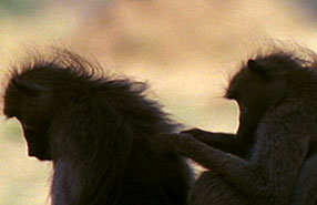 baboon social grooming