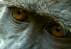 Chacma baboon eyes