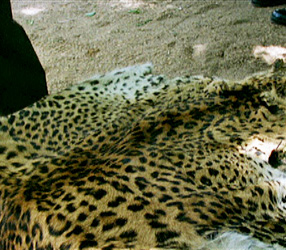 Leopard furs can be worth thousands of dollars on the black market. 