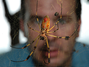 Martin Nicholas examines a golden orb-weaving spider's web.