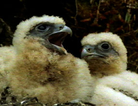 Gyrfalcon chicks