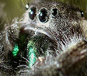 Spiders that actively hunt and stalk their prey, such as jumping spiders, have excellent vision.