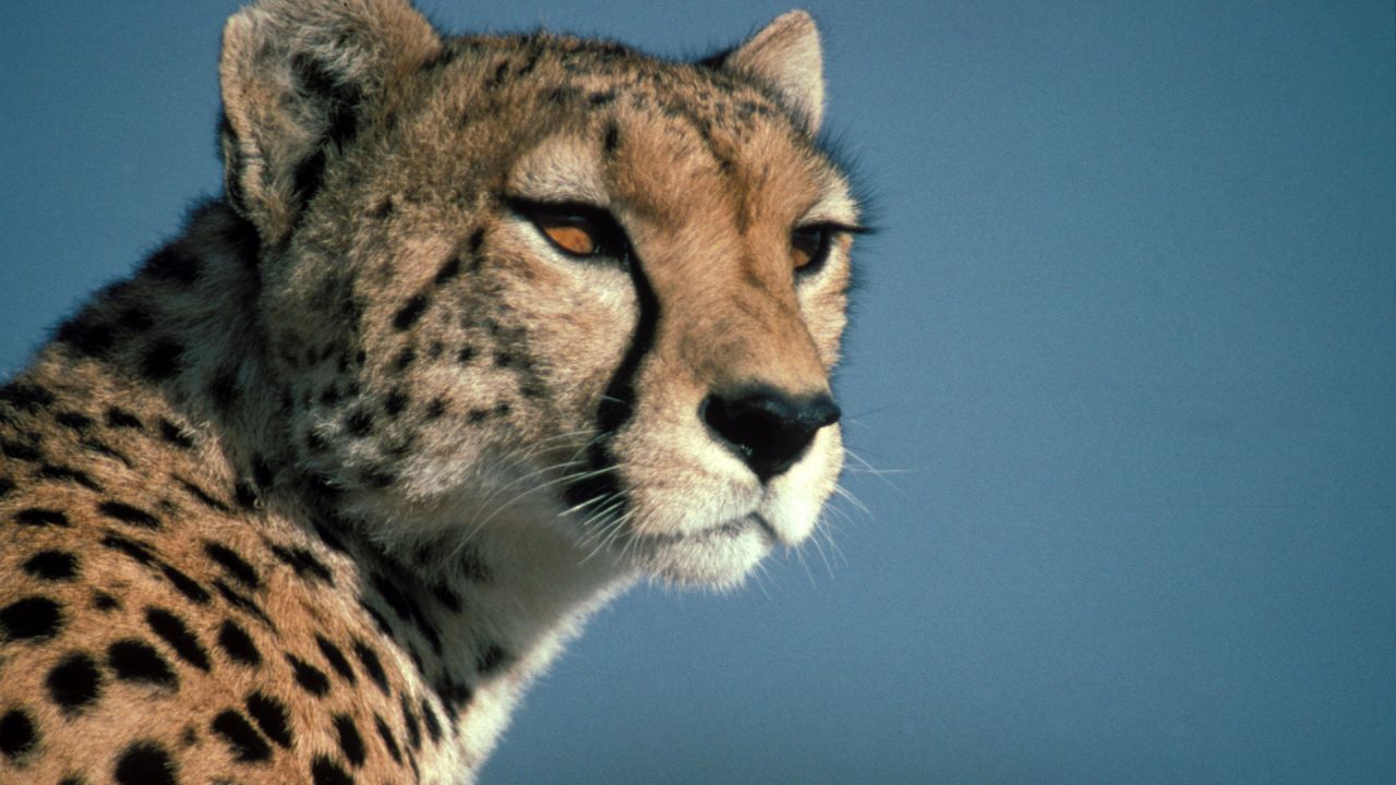 ChasingBigCats-PhotoEssay