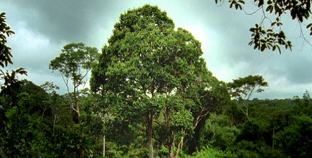 Brazil nut tree