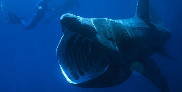 Basking sharks average about 25 feet long