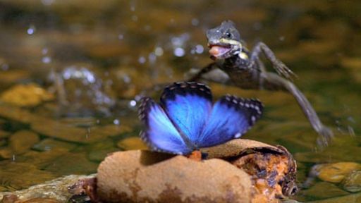 Basilisk Lizard