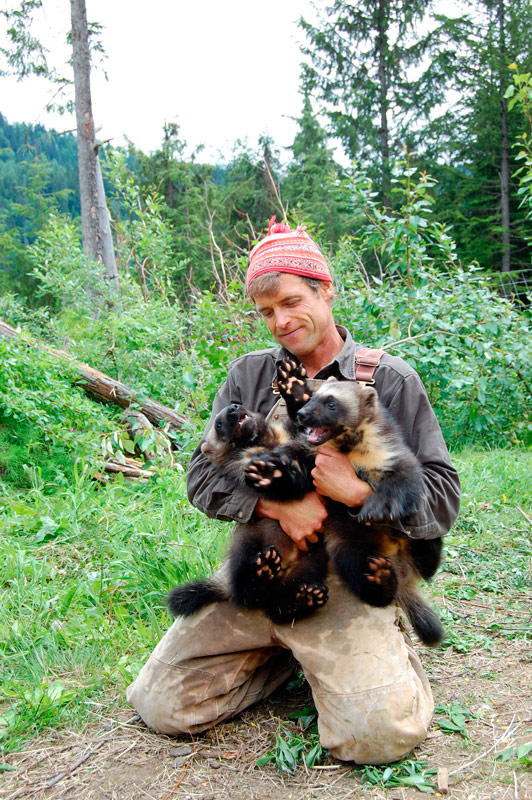 Steve Kroschel, a wildlife filmmaker and educator, is also the adoptive father of two orphaned wolverine kits bred in captivity. 