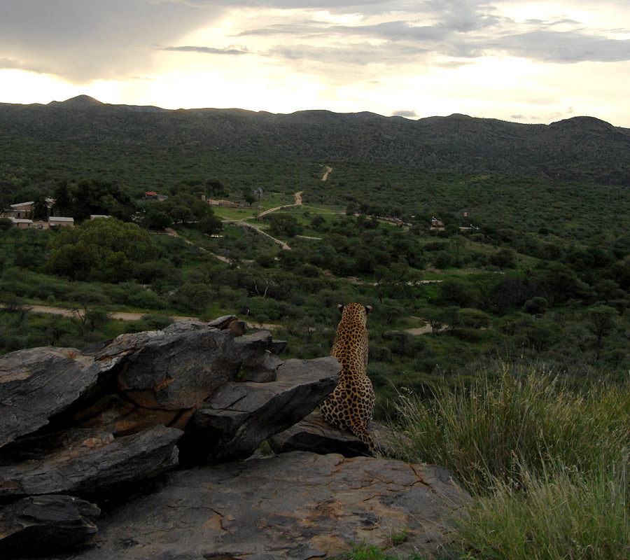 Leopards live on farmland, and even in the suburbs of cities.
