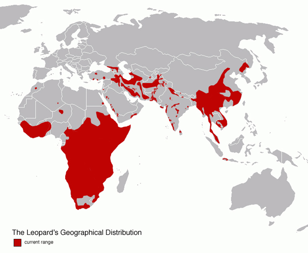 leopard_map_sm