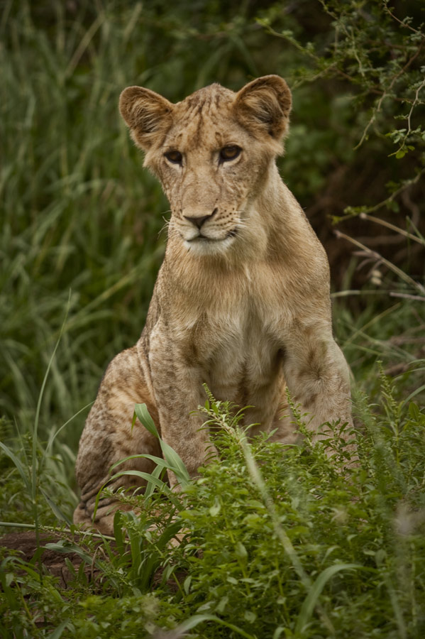 A Lion Cub