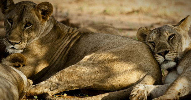 Did you know about Lions