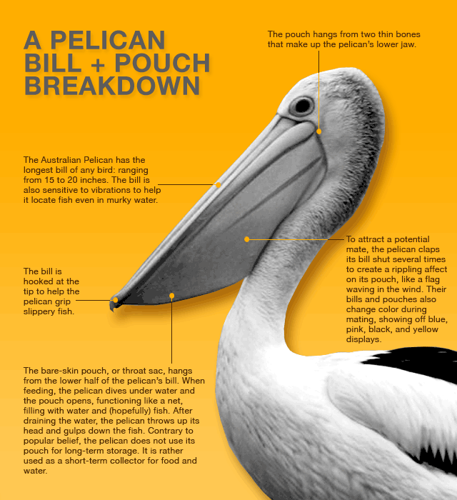 pelican_billpouch