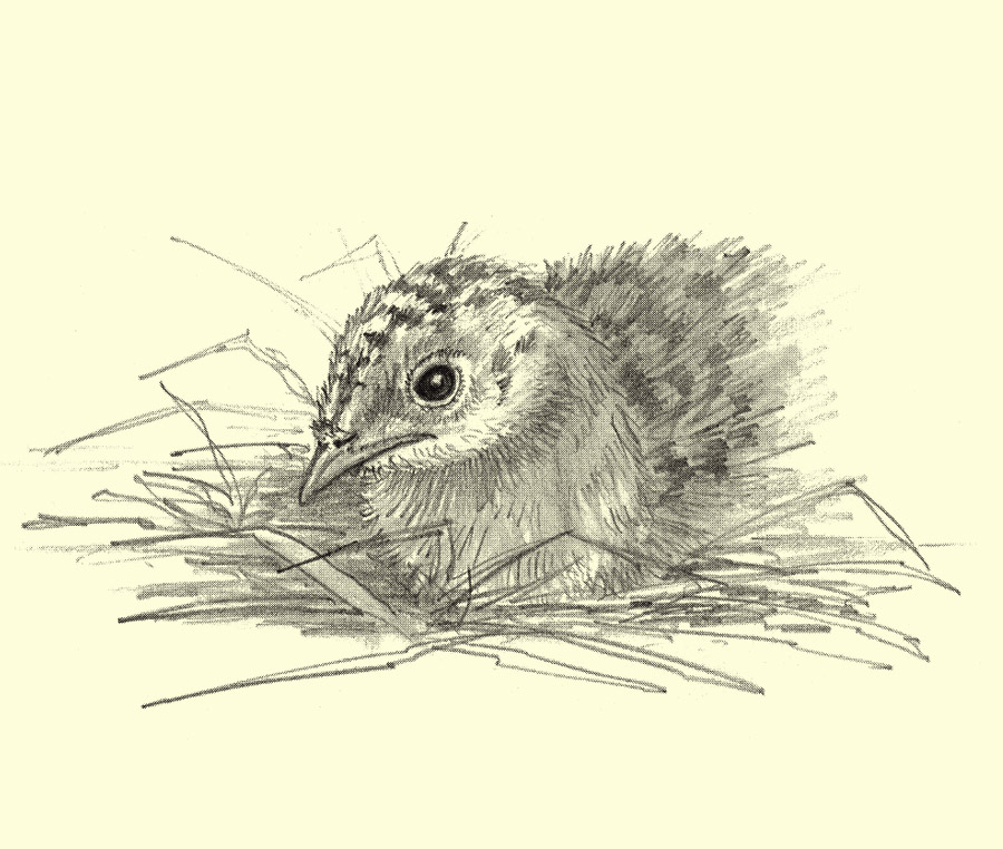 Turkey Chick