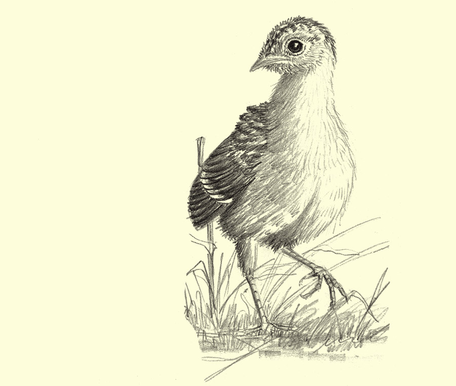 Turkey Chick