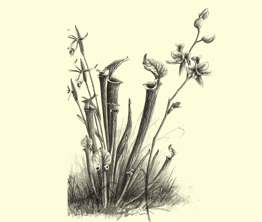 Flora
