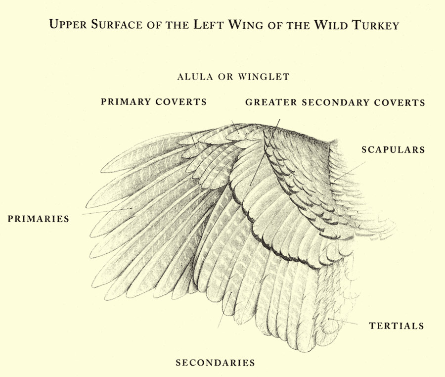 Turkey Wing Diagram