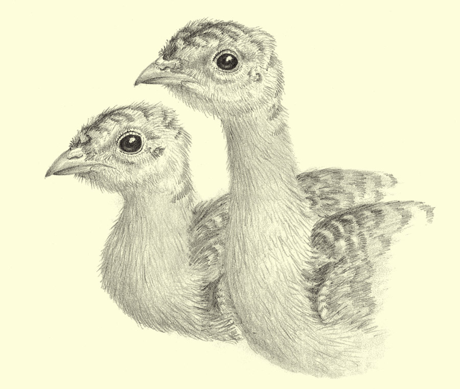 Turkey Chicks