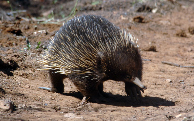 Echidna