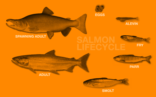 salmon_lifecycle