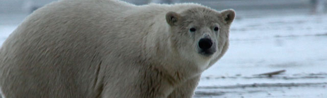 polarbearfact