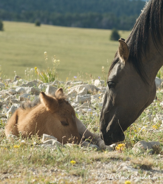 Newborn Leo and mom, Felicity