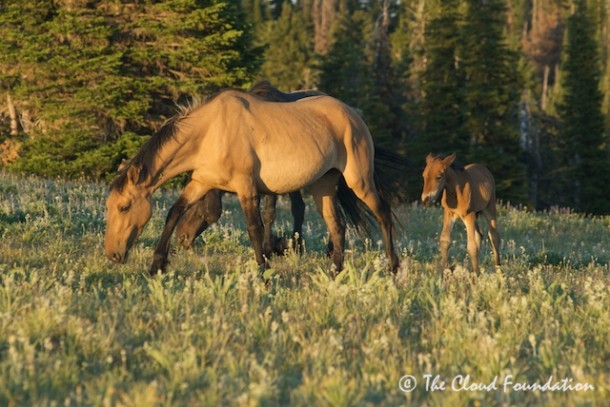 Honey and tiny Lenape (aka "Destructo" filly)