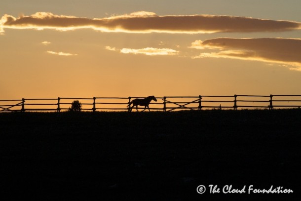 A lone bachelor trots the fence line looking for a break