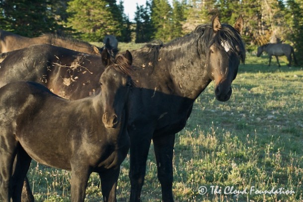 Grijala with his wounds & Lakota's yearling daughter, Kohl. 