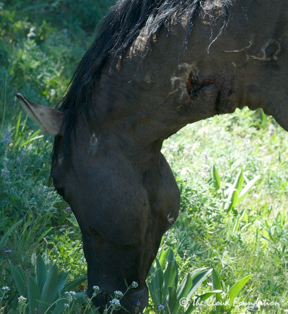 Lakota's wound