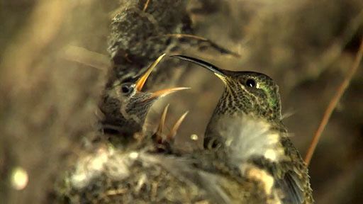   Hummingbird Babies